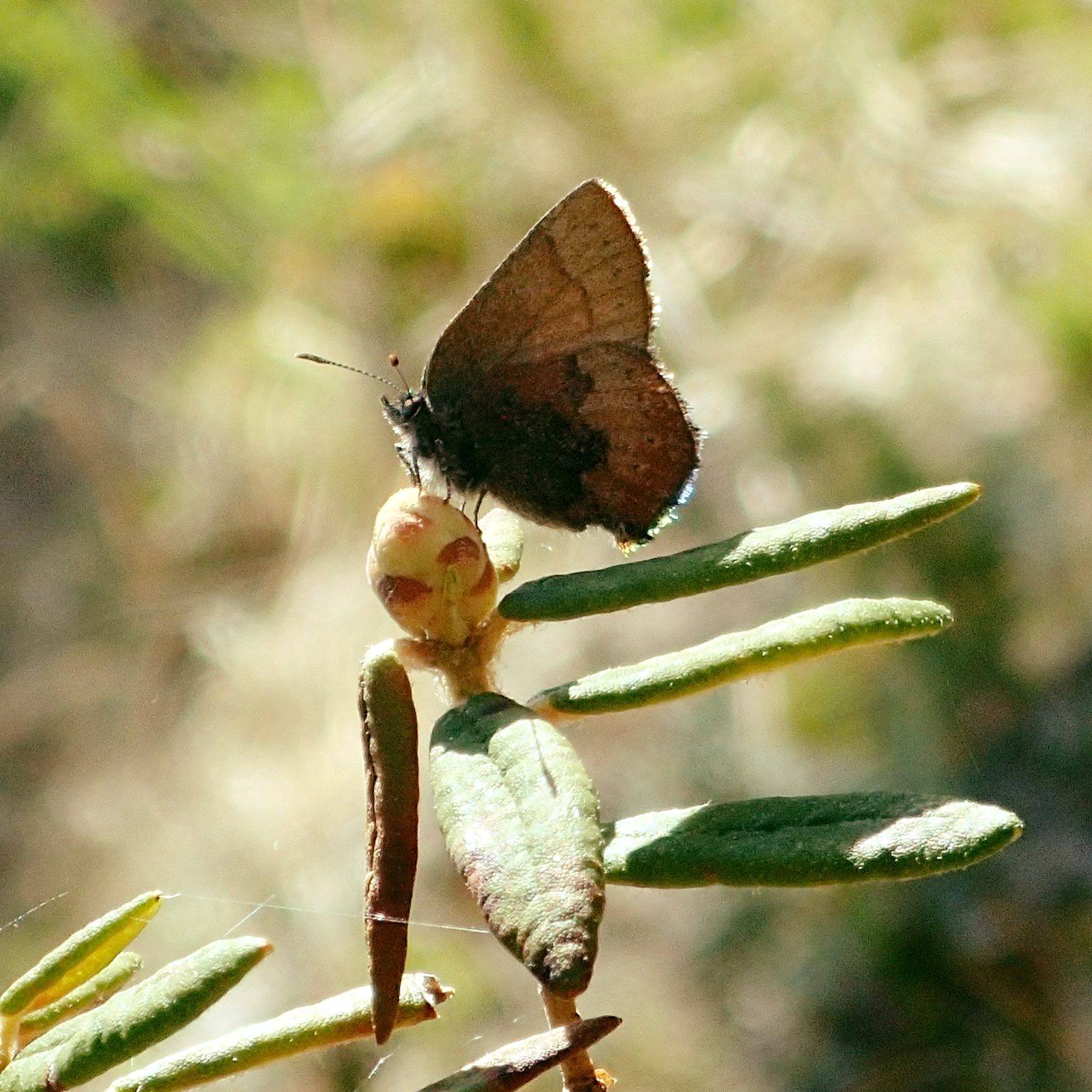 A brown elfin butterfly (Callophrys augustinus) perching on its larval host plant, Labrador tea (Rhododendron groenlandicum)